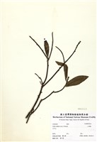 藏品(山胡椒)的圖片